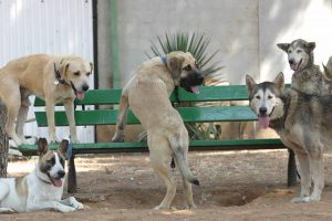 גינת כלבים (צילום: דודו בכר)