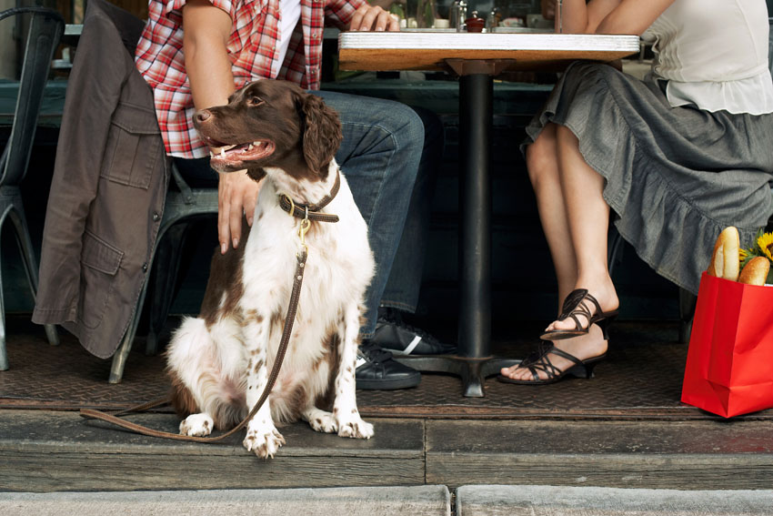 כלב במסעדה (צילום אילוסטרציה: א.ס.א.פ קריאייטיב INGIMAGE)