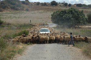 "הנאשם טען כי שילם עבור רכישת הכבשים" (צילום: ורד נבון. מתוך אתר פיקיוויקי)