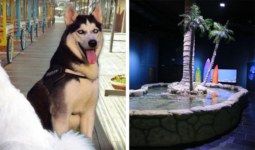 אקווריום בגן החיות התנכי, תערוכת כלבים בתחנה (ארנון בוסאני, יח"צ)