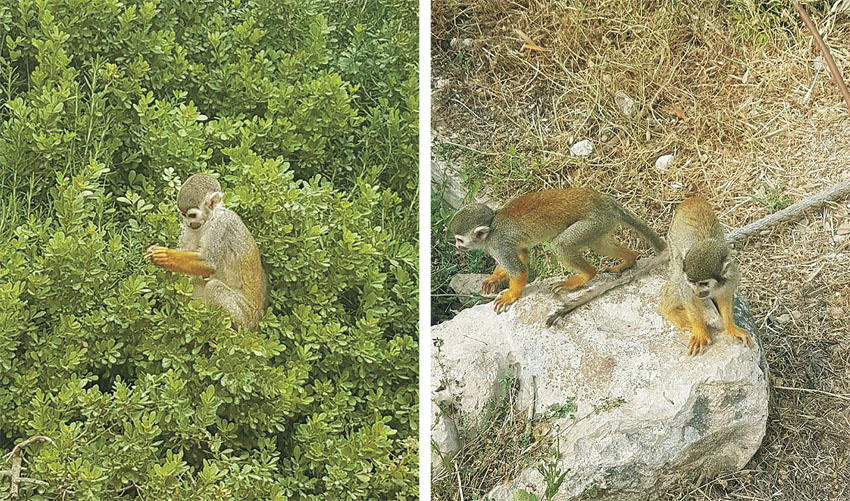 יער בן שמן: מפגש בלתי אמצעי עם קופים