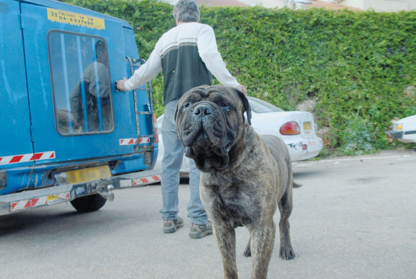 כלבת כלב בהסגר (צילום: ירון קמינסקי)