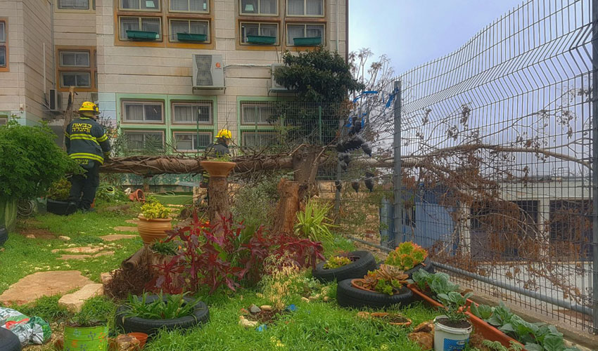העץ שקרס על גדר בית הספר תל"י גילה (צילום: אריק אבולוף-כבאות והצלה ירושלים)