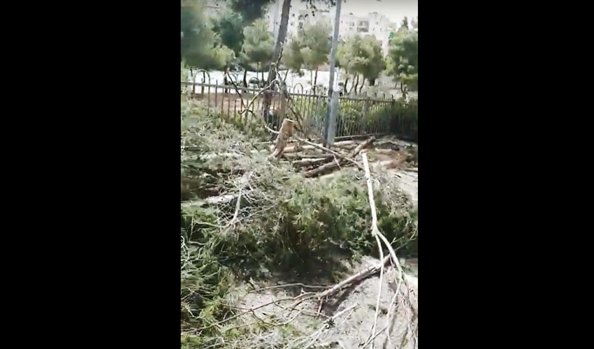וידאו: רמות – עצים נכרתו בניגוד לחוק בשביל מדורות ל"ג בעומר
