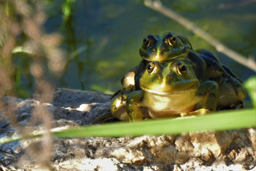 צפרדעים, עמק הצבאים (צילום: ארז עמיר)