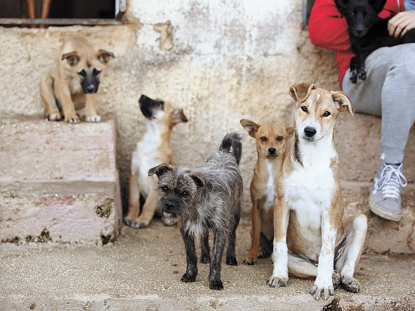כלבים לאימוץ בירושלים (צילום: אדוארד ביילי)