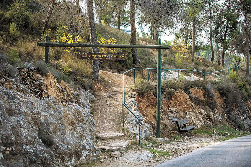 שביל הארז ביער ירושלים (צילום: באדיבות ארכיון הצילומים של קק”ל)