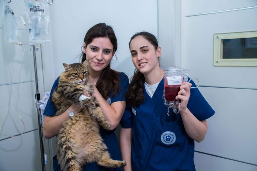 חתול שתרם דם (צילום: וט חולים)