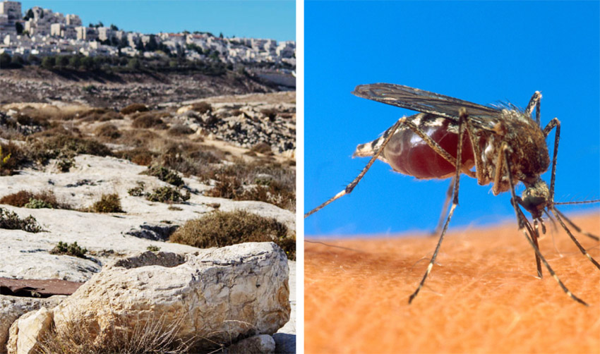 יתוש, נחל זמרי לפסגת זאב (צילומים: US Department of Agriculture, נתי הוכנר)