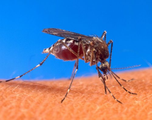 יתוש - צילום US Department of Agriculture