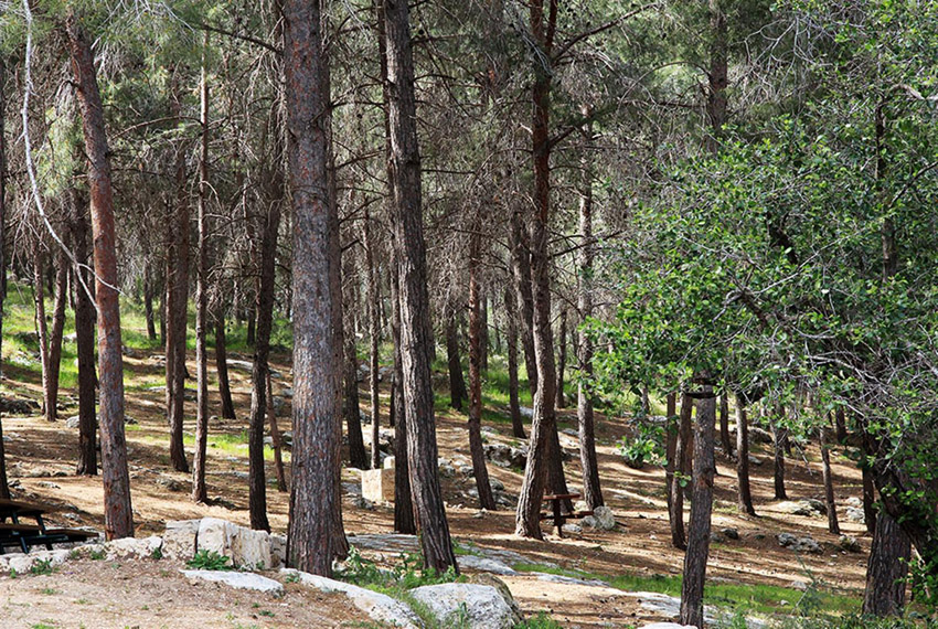 יער צרעה, דרך הפסלים ביער צרעה (צילום: יעקב שקולניק, מתוך אתר eyarok.org.il באדיבות קק"ל)