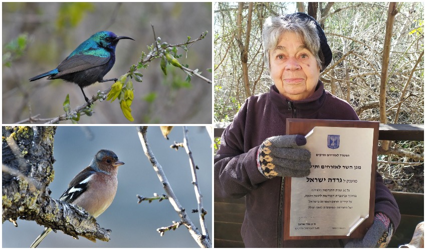 האמא של הציפורים בעיר: תכירו את גרדה ישראל בת ה-85 שמתנדבת בתחנה לחקר ציפורי ירושלים