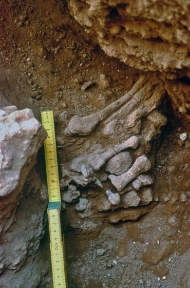 עצמות הרגל הידועות כ'עמוד 9' במערת עמוד (צילום: פרופ' אראלה חוברס, האוניברסיטה העברית)