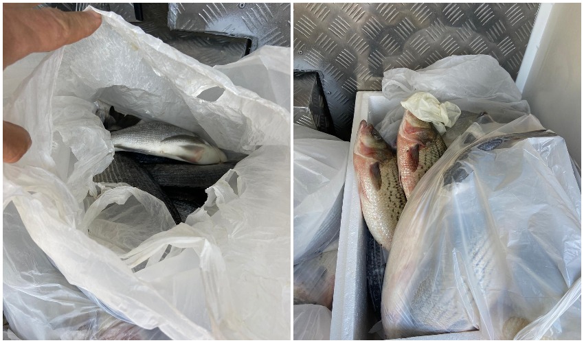 חלק מהדגים שהושמדו בחנות "במזל דגים" בפסגת זאב (צילום: דוברות משרד הבריאות)