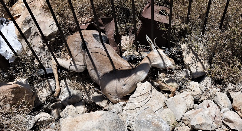 תמונה עצובה: נקבת צבי נתקעה בגדר עירוב ומתה בייסורים