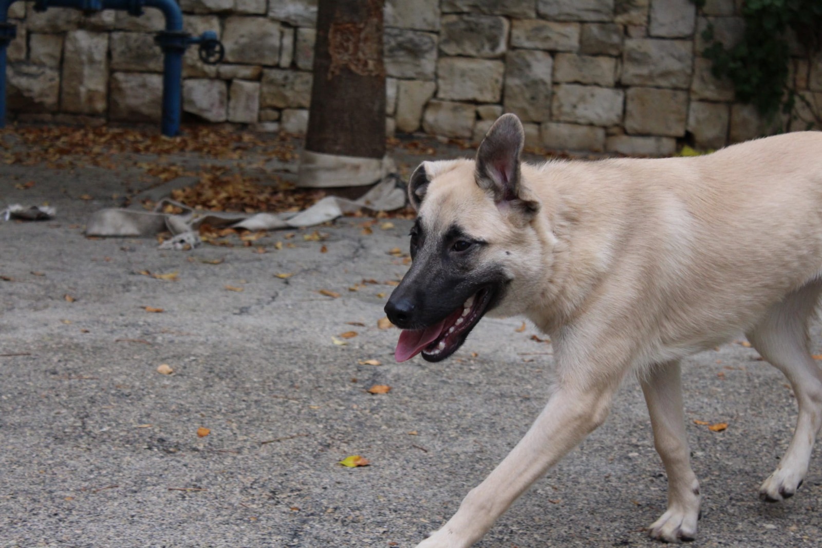 לנה, כלבה שננטשה לפני כחודשיים וממתינה לבית אוהב (צילום: השירות הוטרינרי, עיריית ירושלים)