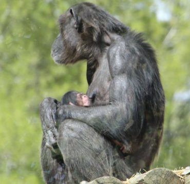קוף שימפנז (צילום: נועה יעקובזדה)