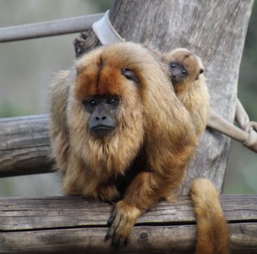 קוף שאגן (צילום: נועה יעקובזדה)
