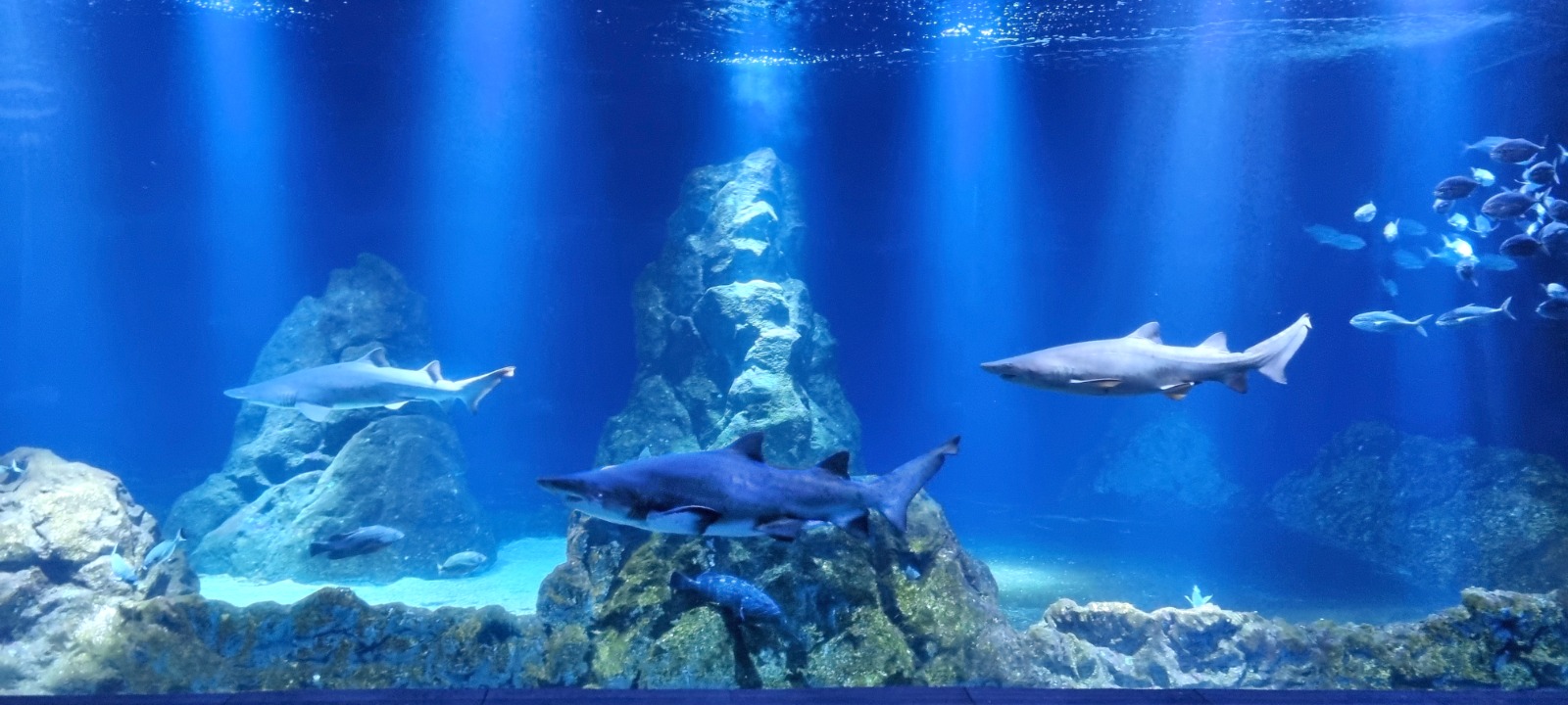 ברוך הבא לגן החיות התנ"כי: כריש-שן שורי נוסף הצטרף לאקווריום ישראל