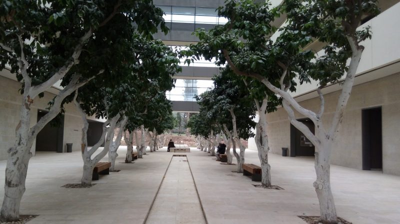 שדרת האשכוליות בסמוך למרכז הירושלמי לחקר המוח (צילום: אדם אקרמן)
