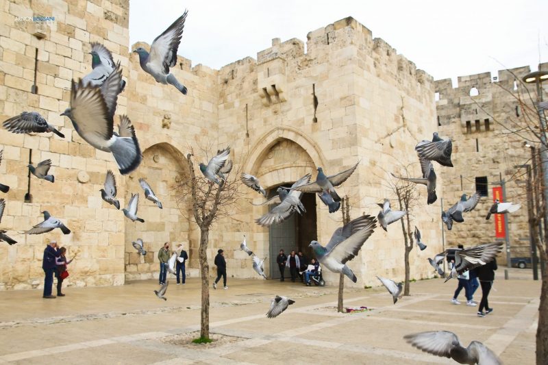 שער יפו בעיר העתיקה ירושלים כללי (צילום: ארנון בוסאני)