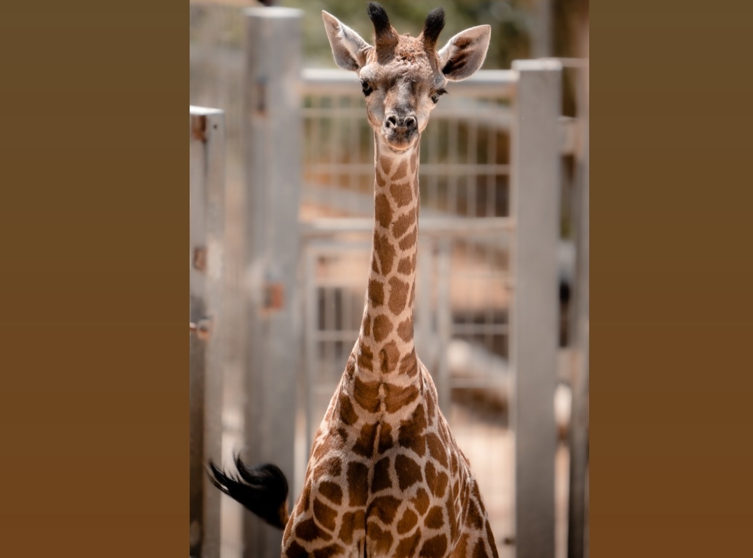 שיא בגן החיות התנ"כי: ג'ירף שלישי נולד בתוך שנה