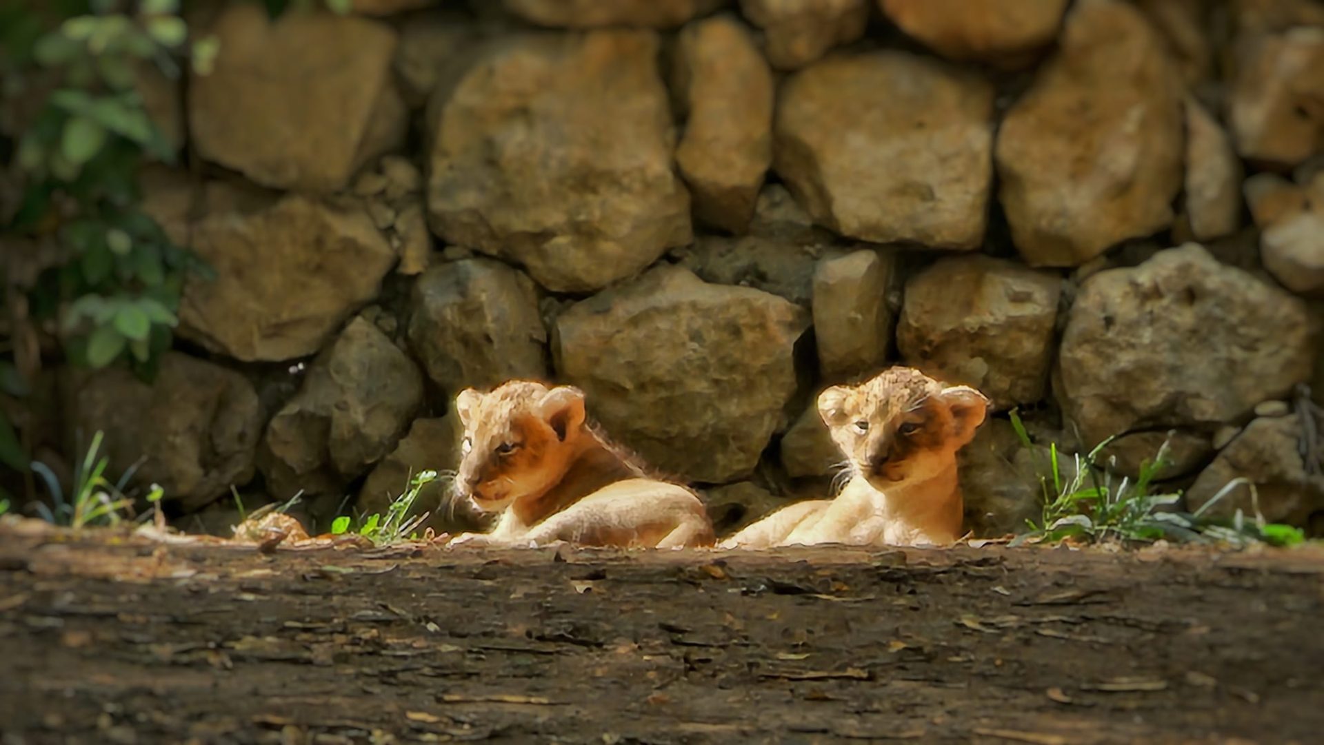המלטה מרגשת: שני גורי אריה אסייתי נולדו בגן החיות התנ"כי