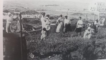 חוות הלימוד החקלאית בתלפיות (צילום: באדיבות יד בן צבי)