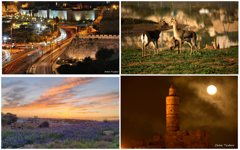 חומות העיר העתיקה (למעלה משמאל עם כיוון השעון), עמק הצבאים, מגדל דוד, גבעת התורמוסים (צילומים: אורטל צבר)