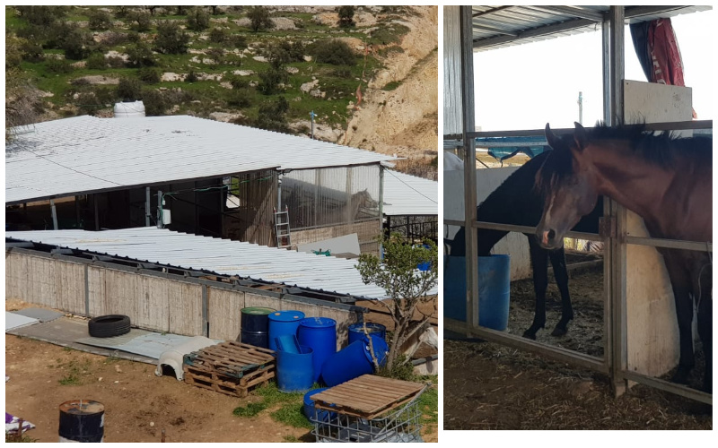 חוות הסוסים בגילה בסכנת סגירה: הסיבה – שרירות לב וחוסר סנכרון בין הרשויות