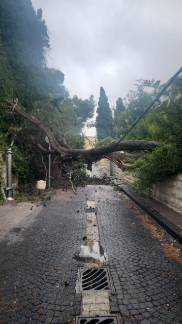 העץ שקרס ברחוב כרמיה במושבה הגרמנית (צילום: חברת החשמל)