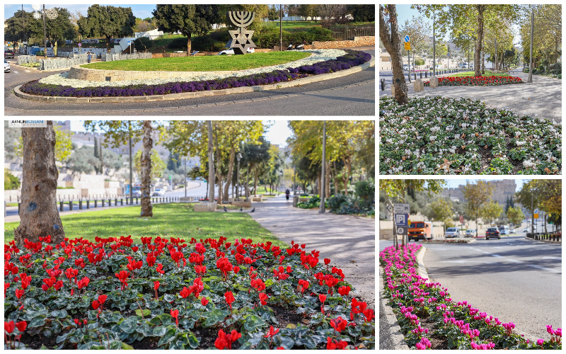 כמדי שנה – מאות אלפי צמחים ופרחים עונתיים נשתלו ברחבי העיר