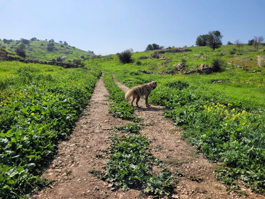 השחרור בלכיש, צבוע (צילום: ברוך תמאם)