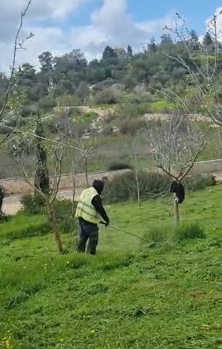 עובד מטעם עיריית ירושלים מבצע עבודות חרמוש בעמק המצלבה (צילום: באדיבות אריה קינג)