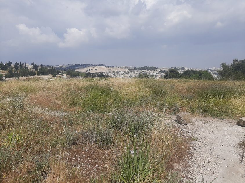 מבט מהגבעה אל עבר הר הזיתים וכפר השילוח (צילום: אדם אקרמן)