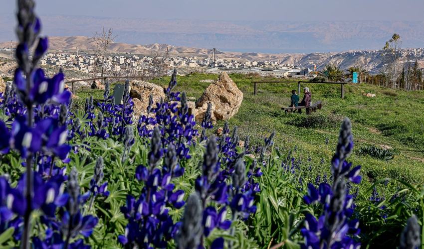 פסטיבל התורמוסים "סגול בארמון" יוצא לדרך בירושלים (צילום: ארנון בוסאני)