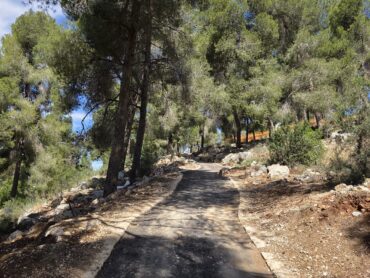 שביל ביער הקהילתי הר נוף המחודש (צילום: איילת בר עקיבא)