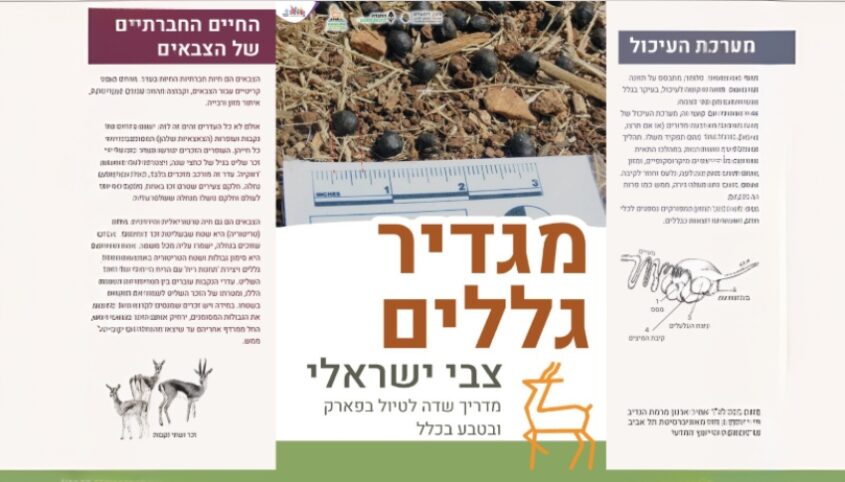 מגדיר גללים צבי ישראלי