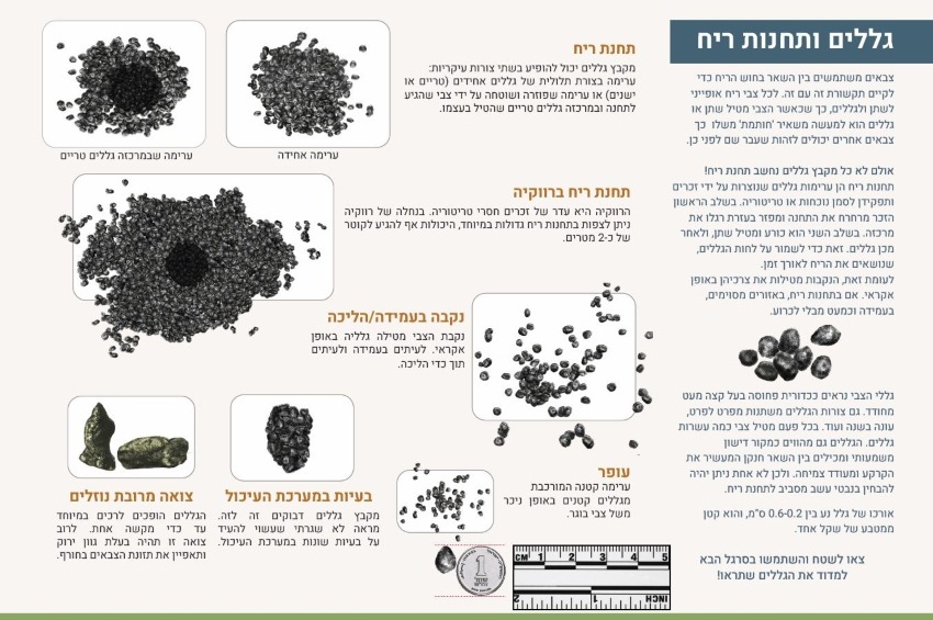מגדיר גללים צבי ישראלי