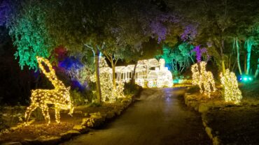 יער החיות הקסום (צילום: אורטל צבר)