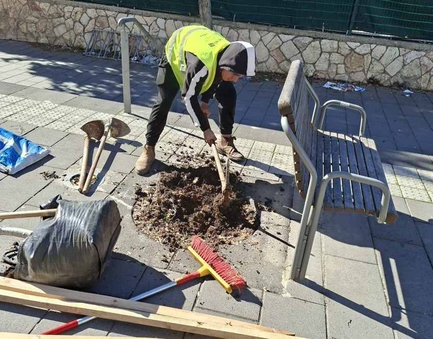 נטיעת עצים חדשים בירושלים (צילום: דוברות העירייה)
