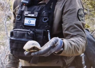 הצב הפצוע בידיו של חבלן מחוז ירושלים (צילום: דוברות המשטרה)
