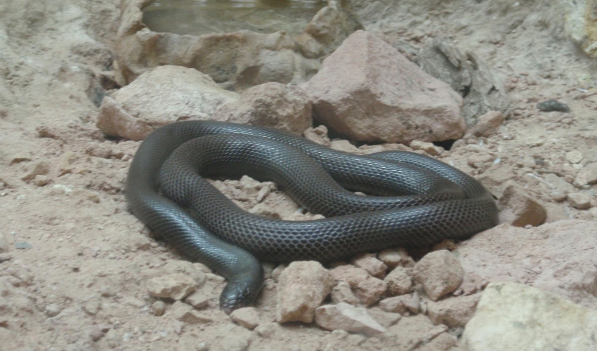 שרף עין גדי (צילום: משתמש - שועל, מתוך Wikimedia Commons)