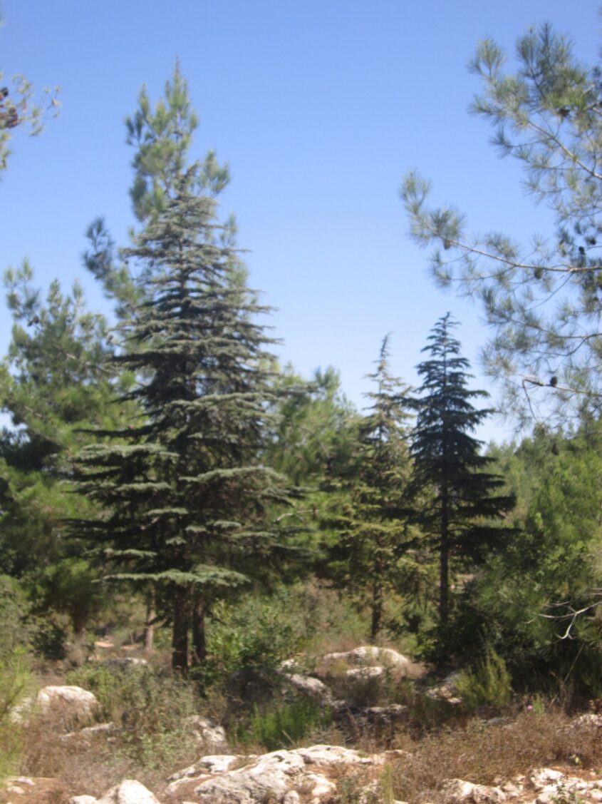 חורשת עצי ארז הלבנון (צילום: אדם אקרמן